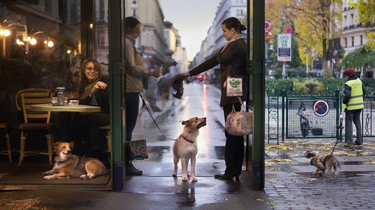 Dog owners are you being turned away? 17 places checked in 2025: where your pet is actually welcome