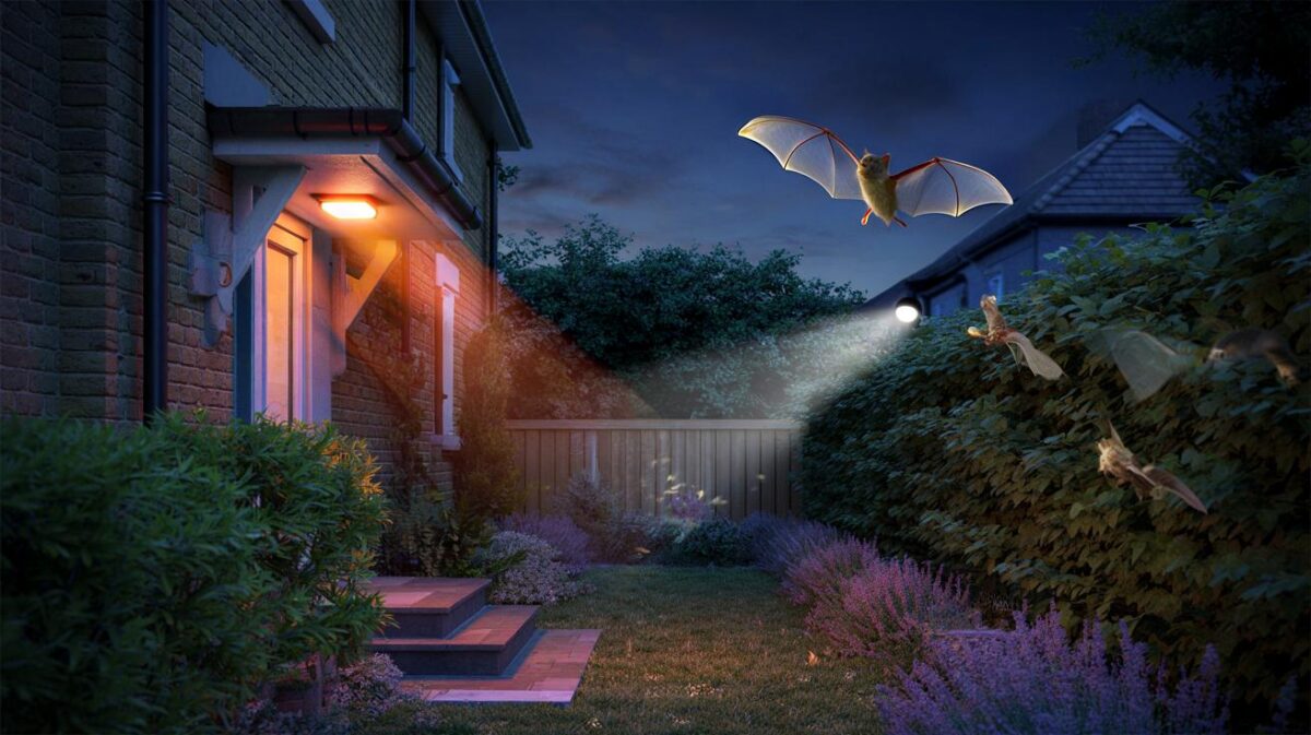 Invite bats each evening with one lighting change